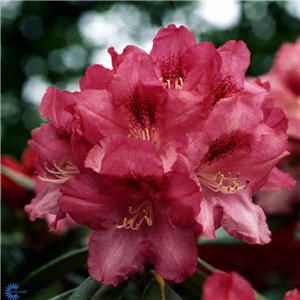 Rhododendron Yakusimanum 'Sneezy'